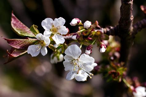 Cherry Blossom Tree Free Photo On Pixabay Pixabay
