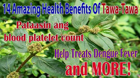14 Amazing Health Benefits Of Tawa Tawa Helps Treats Dengue Fever