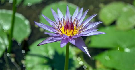 Blue Lotus Flower Uses Benefits And Safety Being Dad