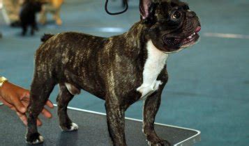 Beautiful french bulldog brindle male available. French Bulldog Colors: All the Patterns and Looks of a ...