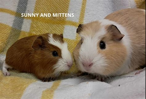 Females For Adoption Ayrs Guinea Pig Rescue And Rehoming Centre