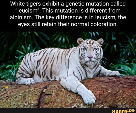 White Tigers Exhibit A Genetic Mutation Called Leucism This Mutation