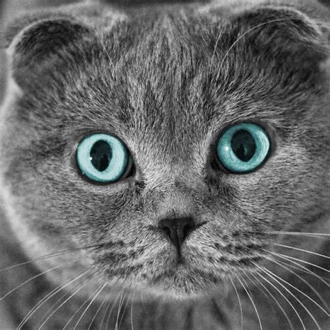 Scottish Fold Cat Blue Eyes 1024 X 1024 Ipad Wallpaper