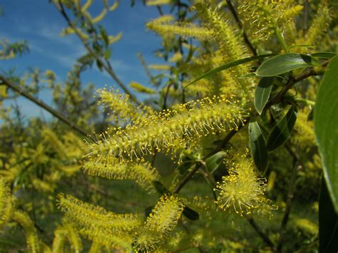De gebogen takken dragen slanke, lange, gele twijgen die recht omlaag hangen. File:Salix alba 012.jpg - Wikimedia Commons