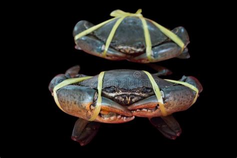 Tied Crabs Stock Image Image Of Industry Crustacean 57734183