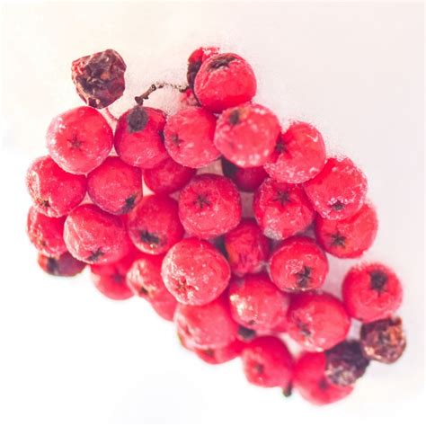 Buy Snowberries Berries Fruit Food And Beverage Photography At Artpal