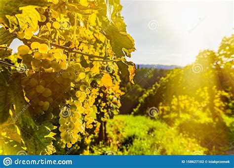 Green Grapes On Vineyard Over Bright Green Background Landscape Copy