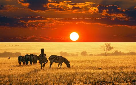 Herd Of Zebra Animals Africa Zebras Sunset Hd Wallpaper Wallpaper