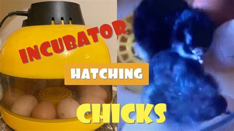 how to hatch the chicks in the incubator youtube