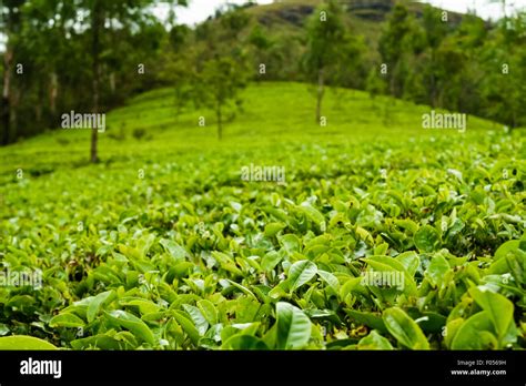 Tea Plantations Munnar India Stock Photo Alamy