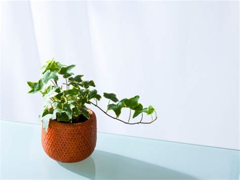 Ivy Plant Care Tips For Growing Ivy Indoors Ivy Plant Indoor Ivy