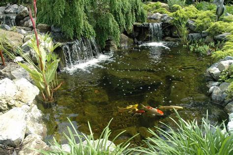 Ces espèces sont des cyprinidés : Bassin à poisson carpes koï - les bijoux vivants du jardin ...