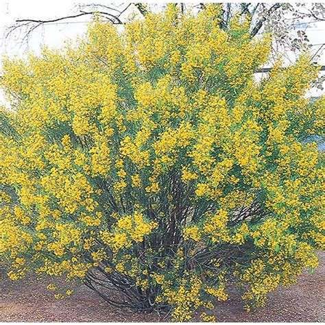 Shop 1025 Gallon Yellow Desert Cassia Accent Shrub L10717 At