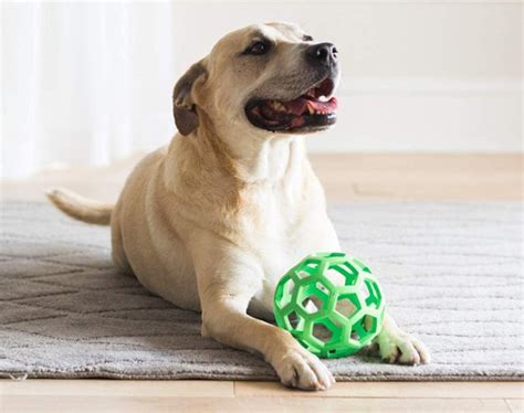 The 8 Best Dog Balls