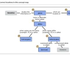 Drag The Terms To Their Correct Locations In This Concept Map About