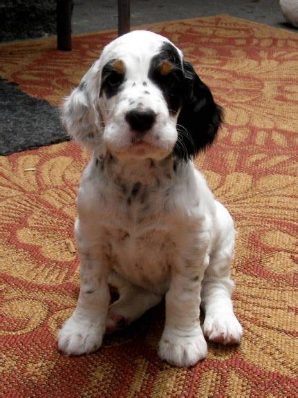 English Setter Info Temperament Lifespan Puppies Pictures