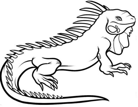 iguana coloring page free | Coloring pages, Bird coloring pages, Animal coloring pages