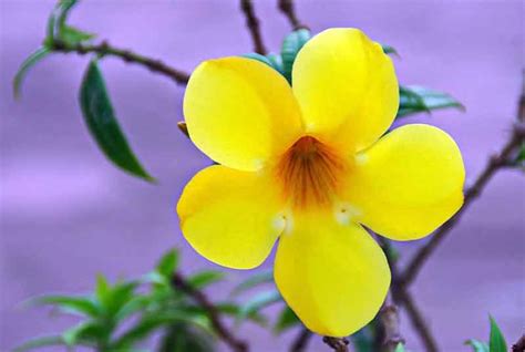 7 Bunga Berwarna Kuning Dilengkapi Makna Dan Gambarnya