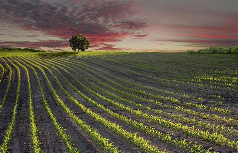 The Field Of Corn By Nick Brundle Photography