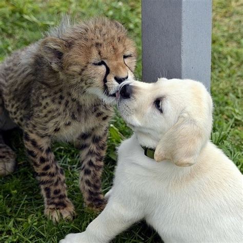 Baby Cheetah And Puppy Playing At Columbus Zoo Cool