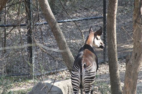 Okapi Breeding In Dallas Endangered Living