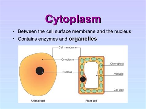 Cytoplasm Definition Structure Function With Diagram