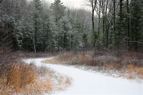 Snowy Path Stock Image Image Of Season Journey Forest 81143047