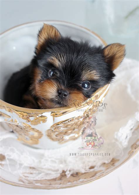 Are you looking for teacup puppies for sale? Teacup Yorkie Puppies | Teacups, Puppies & Boutique