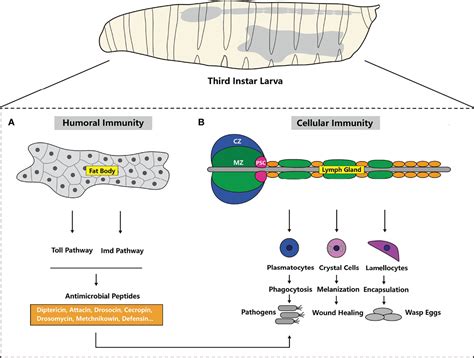 Frontiers Drosophila Innate Immunity Involves Multiple Signaling Pathways And Coordinated