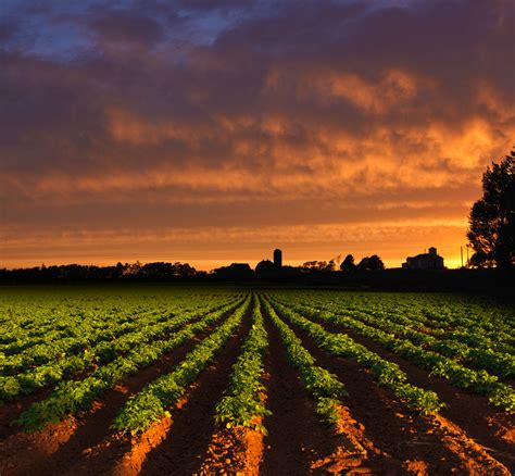 Potato Field At Sunset By Richard Desmarais 500px