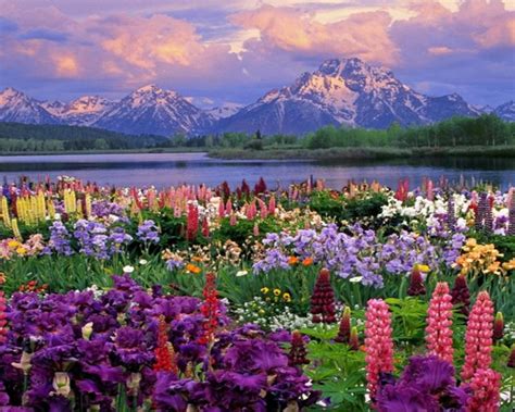 Mountains Landscapes Flowers Garden Scenic Lakes Wildflowers Wild