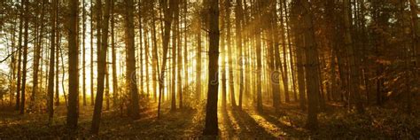 Misty Forest Sunrise Stock Photo Image Of Rays Forest 63565520