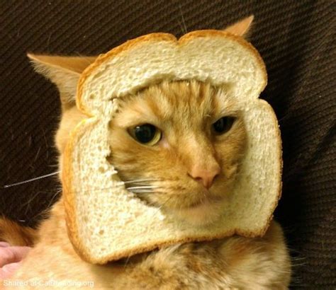 The Best Darn Cat Breading Site On The Interwebs Cat Bread Cat Pics