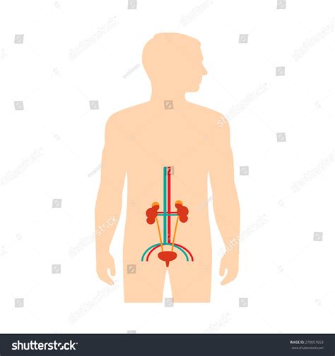 Human Urinary System Anatomy Vector Medical Stock Vector Royalty Free Shutterstock