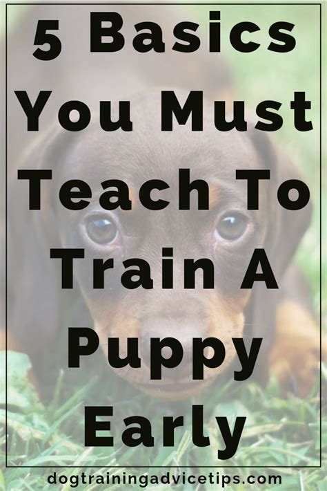 5 Basics You Must Teach To Train A Puppy Early Dog Training Advice