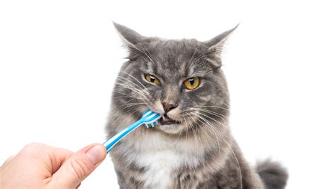 Home Dental Care For Pets Part Ii Steps Involved In Brushing