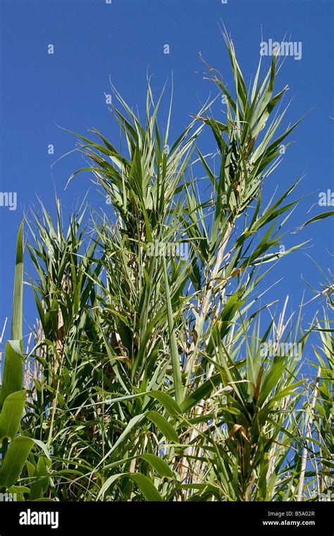 Giant Reed Arundo Donax Stock Photo Alamy