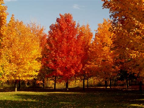 Painting The Landscape With Fall Color Knechts Nurseries And Landscaping