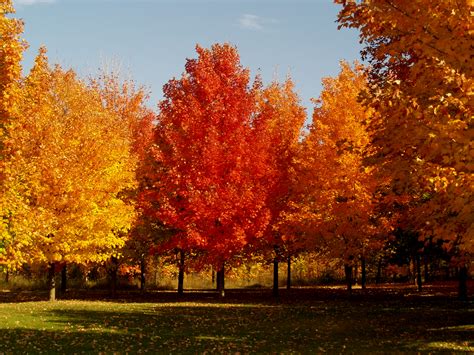 Guide To Fall Colors Being Good At Being Poor