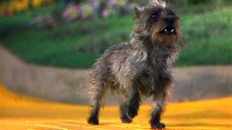 To determine the dog breeds that have the longest and shortest life expectancy, 24/7 wall st. From Carpet-Wetter To Film Icon: How Terry The Terrier ...