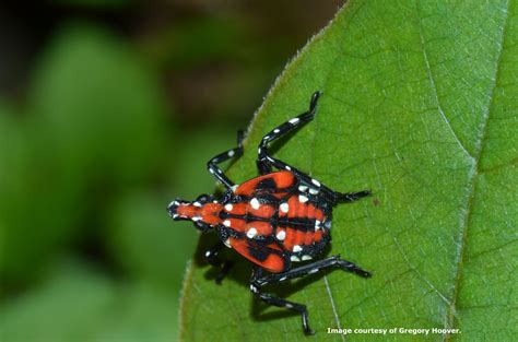 Maycintadamayantixibb Beetle With Red And Black