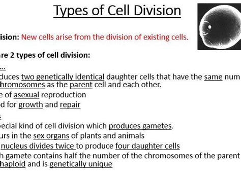 A Level Aqa Biology Mitosis Bundle Teaching Resources