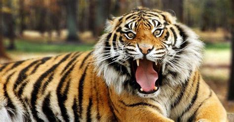 Bengal Tiger Facts History Useful Information And Amazing Pictures