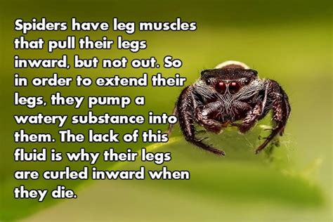 Spider Facts Are Both Creepy And Fascinating Wow Gallery Ebaums World