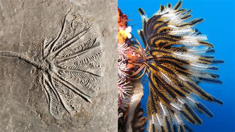 Fossil Friday 11 Crinoids The Oceans Feather Dusters