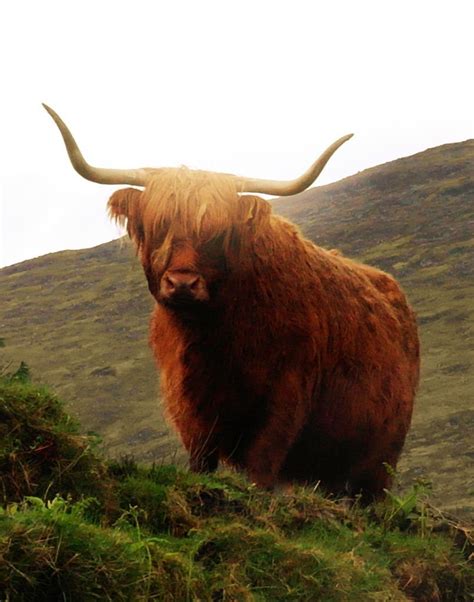 Scottish Highlander Hairy Cow Original Photo Print Highland Bull