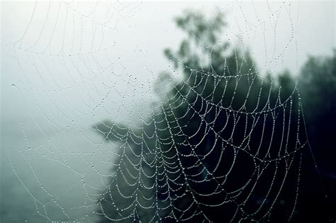 Desktop Wallpapers Spider Silk Autumn Nature Drops Closeup