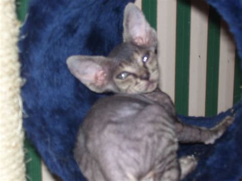 Salt And Pepper Tabby Sphynx Kitten Babies From One Of The Flickr
