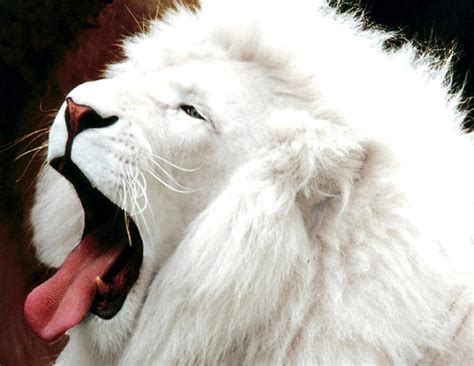 Wallpapers Of White Lion Wallpaper Cave
