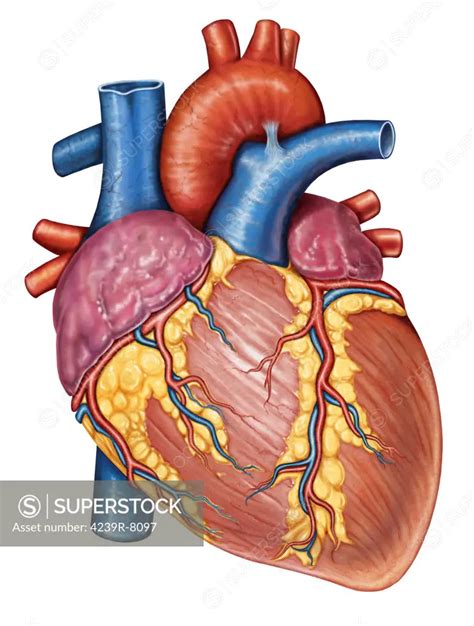 Gross Anatomy Of The Human Heart Human Anatomy Anatomy Heart Anatomy